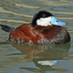 Oxyura jamaicensis. Wikimedia Commons